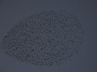 Sturnus vulgaris 90, Spreeuw, Saxifraga-Luuk Vermeer