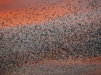 Sturnus vulgaris 97, Spreeuw, Saxifraga-Luuk Vermeer