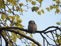 Surnia ulula 34, Sperweruil, Saxifraga-Luuk Vermeer