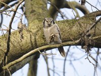 Surnia ulula 37, Sperweruil, Saxifraga-Luuk Vermeer