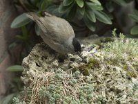 Sylvia atricapilla 107, Zwartkop, Saxifraga-Willem van Kruijsbergen