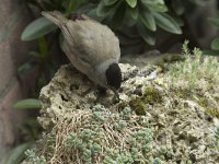 Sylvia atricapilla 108, Zwartkop, Saxifraga-Willem van Kruijsbergen