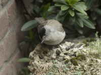 Sylvia atricapilla 109, Zwartkop, Saxifraga-Willem van Kruijsbergen