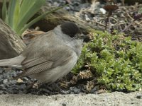 Sylvia atricapilla 110, Zwartkop, Saxifraga-Willem van Kruijsbergen