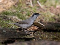 Sylvia atricapilla 29, Zwartkop, Saxifraga-Luuk Vermeer