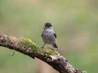 Sylvia atricapilla 39, Zwartkop, Saxifraga-Luuk Vermeer