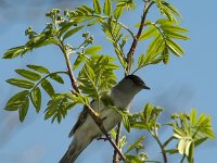 Zwartkop-V- #01 : Sylvia atricapilla, Blackcap, Zwartkop