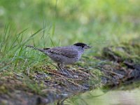 Sylvia atricapilla 44, Zwartkop, Saxifraga-Luuk Vermeer