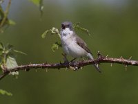 Sylvia curruca 11, Braamsluiper, Saxifraga-Jan Nijendijk