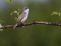 Sylvia curruca 12, Braamsluiper, Saxifraga-Jan Nijendijk