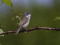 Sylvia curruca 13, Braamsluiper, Saxifraga-Jan Nijendijk