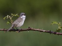 Sylvia curruca 14, Braamsluiper, Saxifraga-Jan Nijendijk