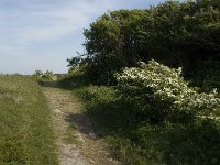 Sylvia curruca 3, Braamsluiper, habitat, NL, NoordHollabd, Texel, Bollekamer, Saxifraga-Jan van der Straaten