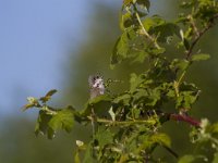 Sylvia curruca 9, Braamsluiper, Saxifraga-Jan Nijendijk