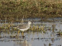 Tringa flavipes 2, Kleine geelpootruiter, Saxifraga-Henk Sierdsema