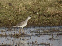 Tringa flavipes 3, Kleine geelpootruiter, Saxifraga-Henk Sierdsema