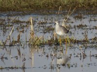 Tringa flavipes 4, Kleine geelpootruiter, Saxifraga-Henk Sierdsema