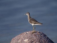 Tringa glareola 10, Bosruiter, Saxifraga-Arie de Knijff