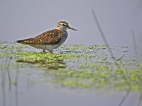 Tringa glareola 13, Bosruiter, Saxifraga-Rik Kruit