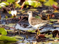 Tringa glareola 18, Bosruiter, Saxifraga-Bart Vastenhouw