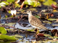 Tringa glareola 19, Bosruiter, Saxifraga-Bart Vastenhouw