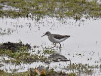 Tringa glareola 23, Bosruiter, Saxifraga-Luuk Vermeer