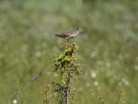 Tringa glareola 3, Bosruiter, Saxifraga-Dirk Hilbers