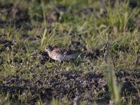 Tringa nebularia 17, Groenpootruiter, Saxifraga-Luuk Vermeer