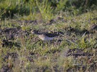 Tringa nebularia 18, Groenpootruiter, Saxifraga-Luuk Vermeer