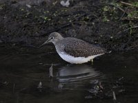 Tringa ochropus 12, Witgat, Saxifraga-Luuk Vermeer