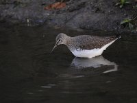 Tringa ochropus 14, Witgat, Saxifraga-Luuk Vermeer