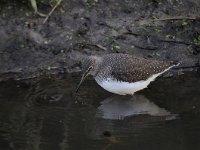 Tringa ochropus 20, Witgat, Saxifraga-Luuk Vermeer