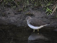 Tringa ochropus 24, Witgat, Saxifraga-Luuk Vermeer