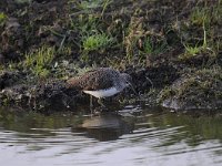 Tringa ochropus 28, Witgat, Saxifraga-Luuk Vermeer