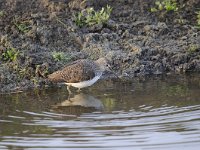 Tringa ochropus 31, Witgat, Saxifraga-Luuk Vermeer