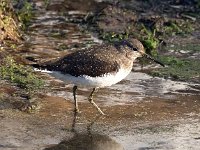 Tringa ochropus 34, Witgat, Saxifraga-Bart Vastenhouw