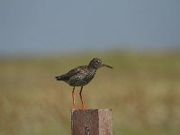 Tringa totanus 102, Tureluur, Saxifraga-Dirk Hilbers