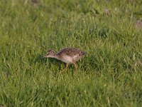 Tringa totanus 134, Tureluur, Saxifraga-Luuk Vermeer