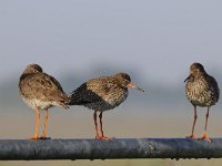 Tringa totanus 144, Tureluur, Saxifraga-Luuk Vermeer