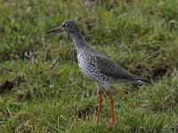 Tringa totanus 146, Tureluur, Saxifraga-Luuk Vermeer