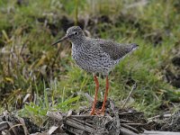 Tringa totanus 147, Tureluur, Saxifraga-Luuk Vermeer