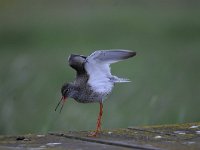 Tringa totanus 151, Tureluur, Saxifraga-Luuk Vermeer