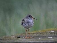 Tringa totanus 152, Tureluur, Saxifraga-Luuk Vermeer