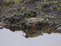 Tringa totanus 154, Tureluur, Saxifraga-Luuk Vermeer