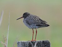 Tringa totanus 156, Tureluur, Saxifraga-Luuk Vermeer