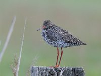 Tringa totanus 162, Tureluur, Saxifraga-Luuk Vermeer