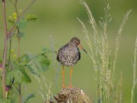 Tringa totanus 164, Tureluur, Saxifraga-Luuk Vermeer