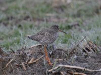 Tringa totanus 172, Tureluur, Saxifraga-Luuk Vermeer