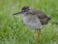 Tringa totanus 175, Tureluur, Saxifraga-Luuk Vermeer