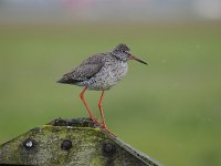 Tringa totanus 182, Tureluur, Saxifraga-Luuk Vermeer